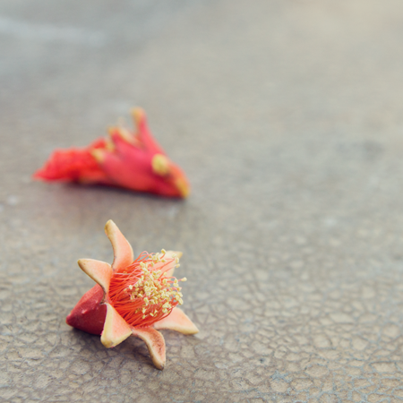 Fallen pomegranate blossoms