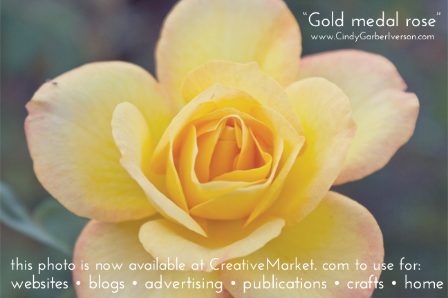 5.5.14-Gold-medal-rose