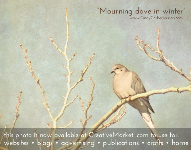 Mourning dove in winter