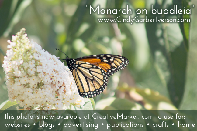 Monarch on buddleia