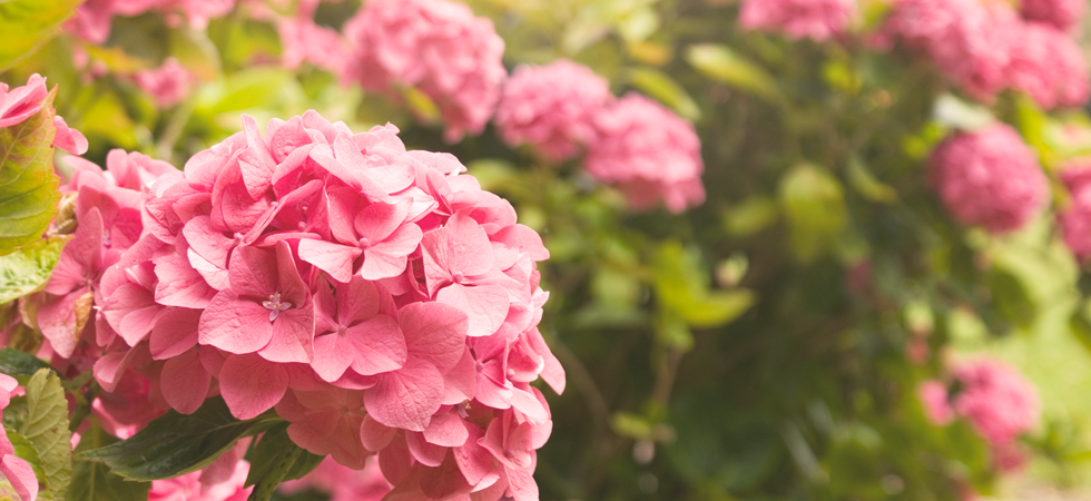 Pink-hydrangeas