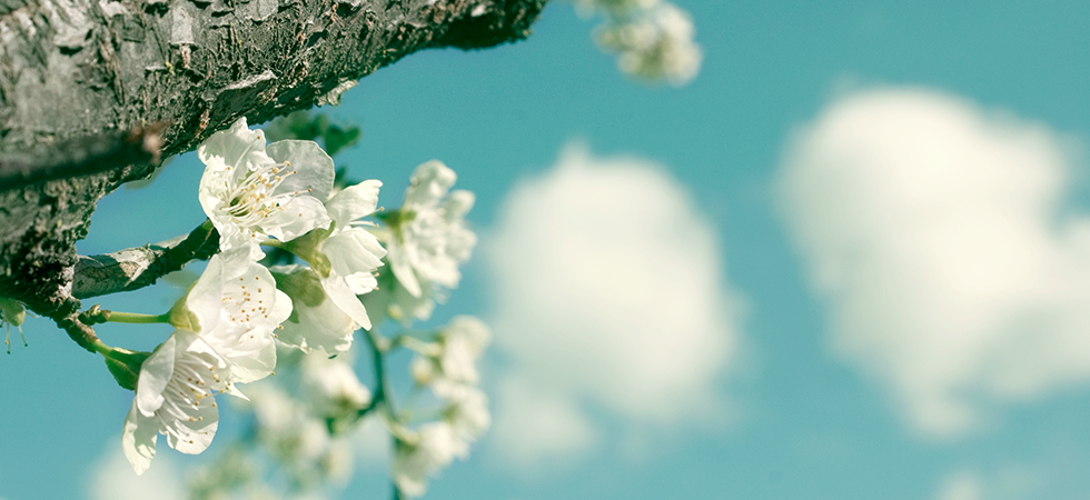 Spring blossoms and puffy clouds